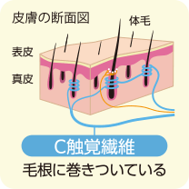 Ｃ線維の図